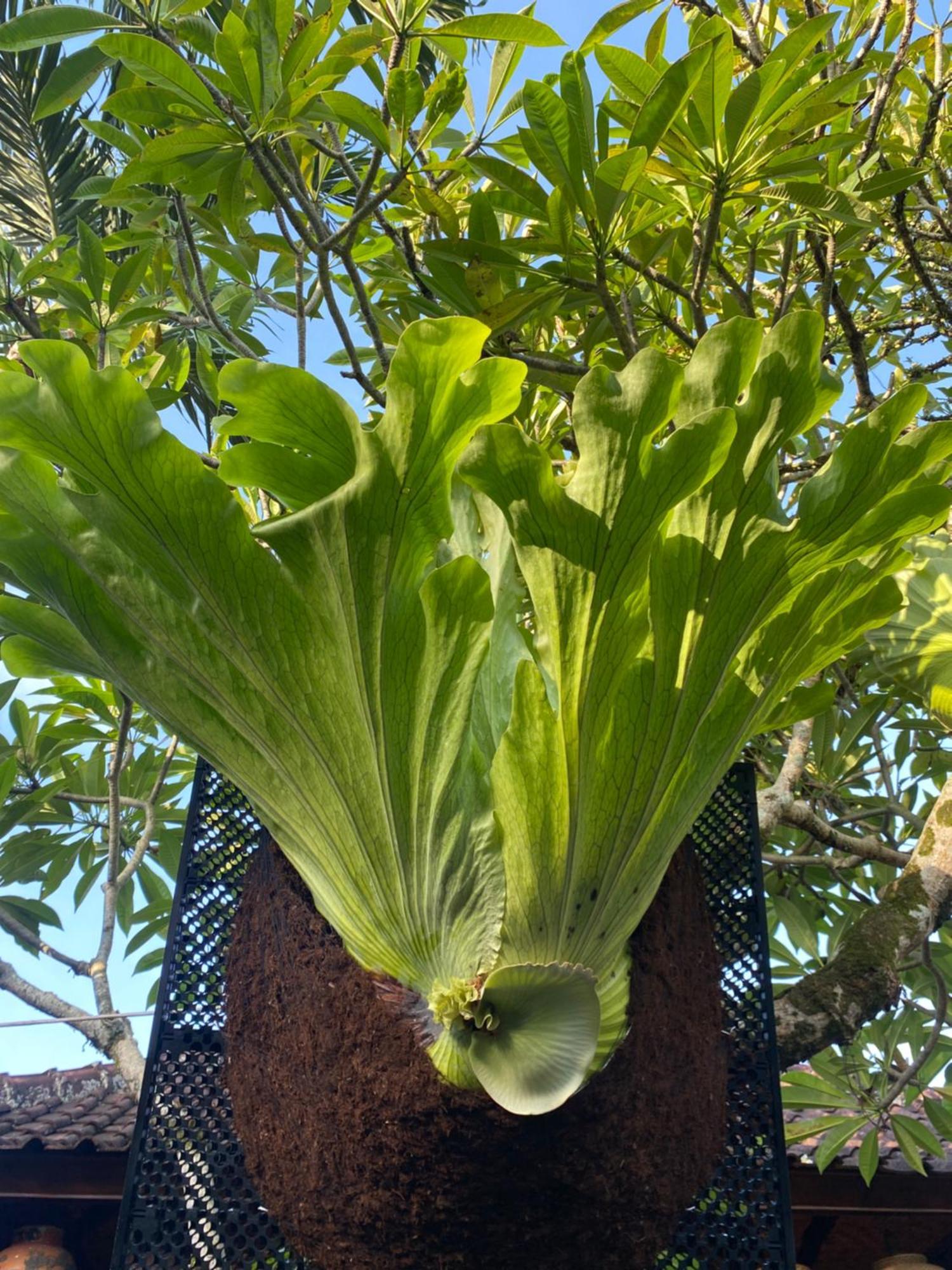 Suryadina Casa de hóspedes Ubud
